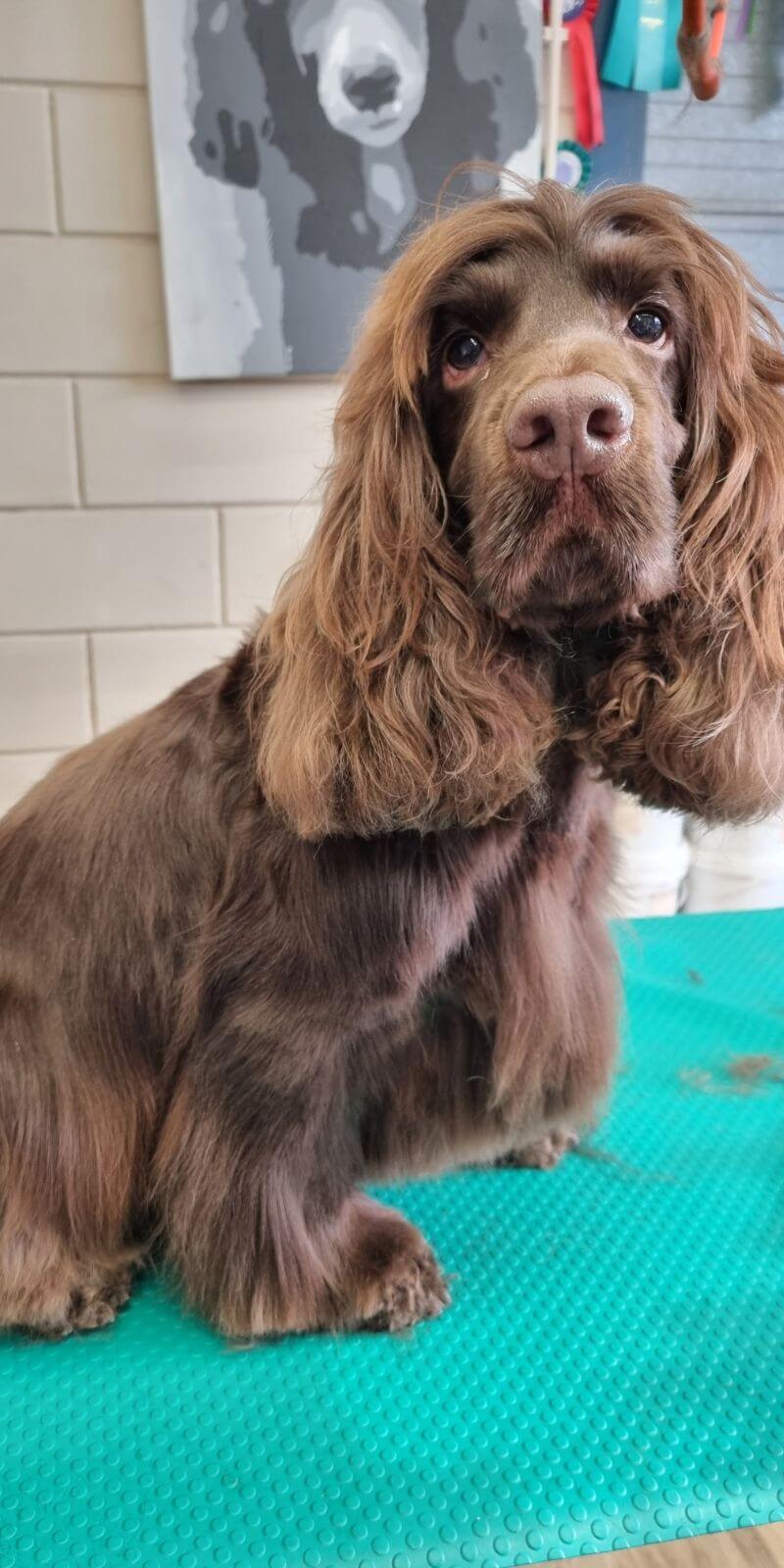 Engelse cocker spaniel trimsalon Huizen
